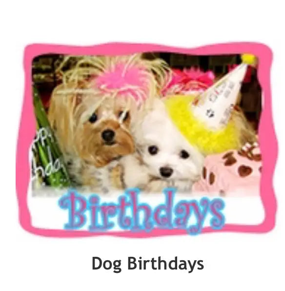 dog birthday,birthday dog dress,puppy birthday,party dog,party dog fashion,designer dog,birthday party for dogs,birthday dog gifts,party dogs,birthday dog costume,holiday dog,party for pet,birthday cat,dog party dress,dog birthday parties,